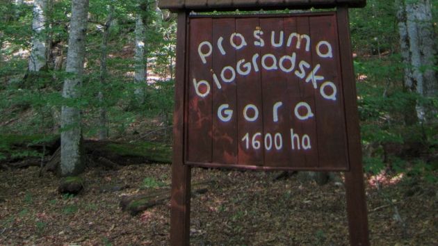 Biogradska gora